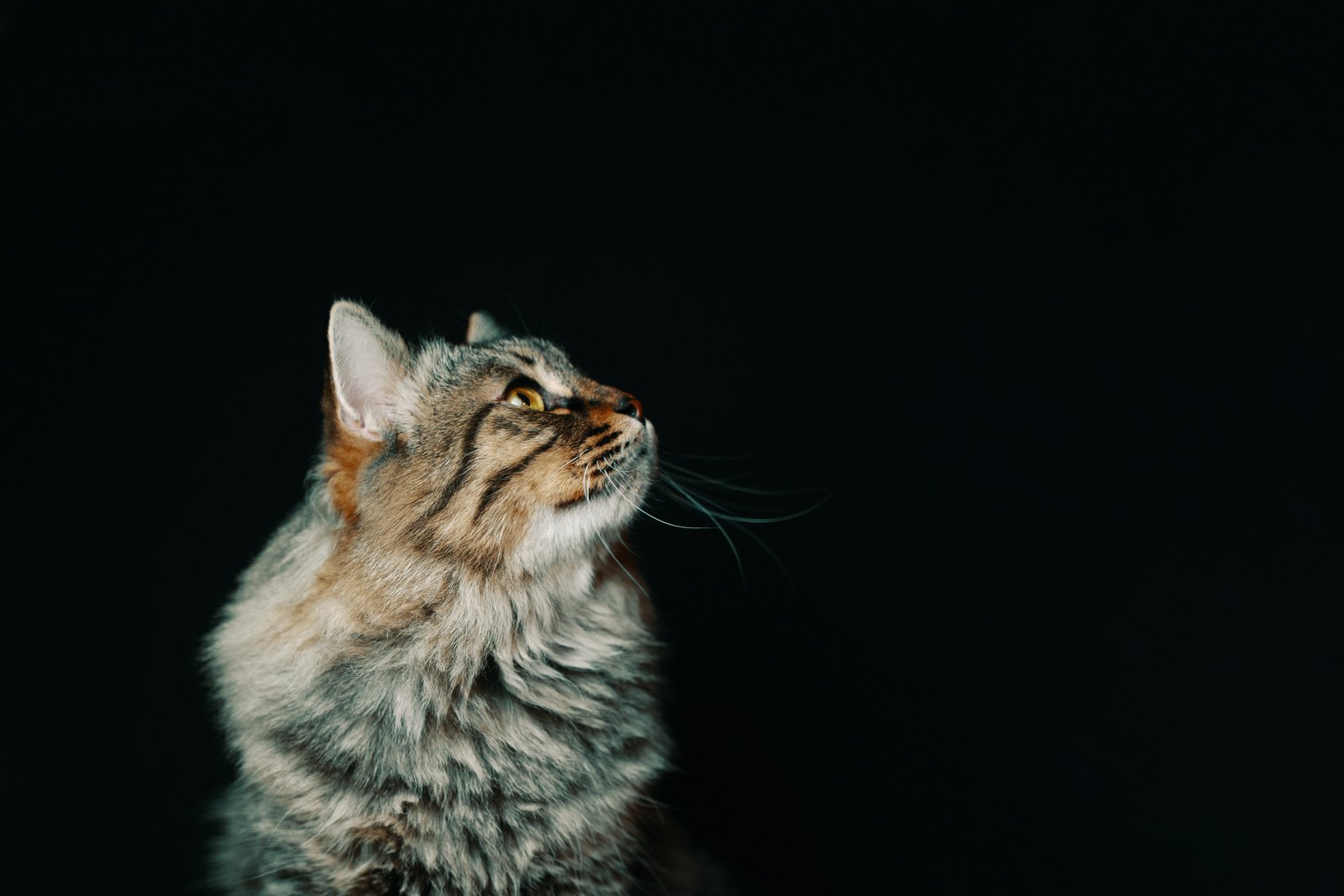 Striped fluffy cat.